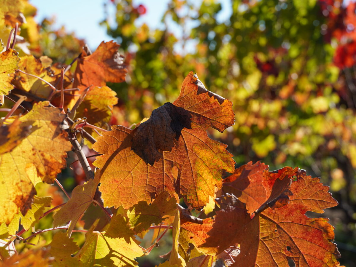 2025 Fall Wine Club Pick-Up Party